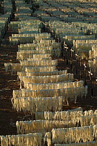 Sisal (Agave sisalana) fibres drying for rope making, Berenty Reserve, Madagascar.