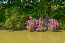 Tamarisk (Tamarix) tree in flower over water, Breton Marsh, France, June.