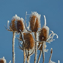 Common teasel (Dipascus fullonum) seed-heads covered in ice, Vendee, France , January