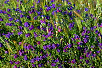 Purple vipers bugloss (Echium plantagineum) flowers, Alentejo, Portugal, May.