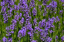 Lavender (Lavandula) flowers, Vendee, France, July.