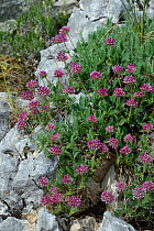 Mountain kidney vetch flowers (Anthyllis montana) Drome, France, May