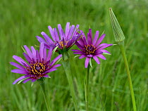 Purple salsify (Tragopogon porrifolius) flowers, Breton Marsh, France, May.