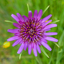 Purple salsify (Tragopogon porrifolius) flower, Breton Marsh, France, May.