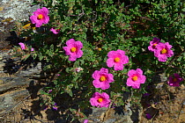 Hybrid rock rose (Cistus x incanus) hybrid between Cistus albidus and Cistus crispus. Alentejo, Portugal, April.