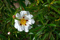 Gum rockrose (Cistus ladanifer) flower, Alentejo, Portugal, May.