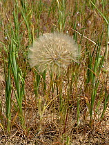 Meadow salsify (Tragopogon pratensis) seedhead, Gard, France, May.