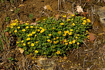 Creeping buttercup (Ranunculus repens) in flower, Dordogne, France July
