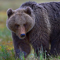 European brown bear (Ursus arctos arctos) Lapland, Finland.