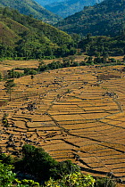 Nyshi rice paddies.Yazali Village, Nyshi Tribe, Arunachal Pradesh, North East India, November 2014.