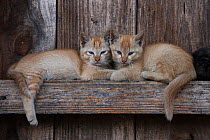 Kittens resting on beams. These animals are kepts as pets but sometimes eaten in the Apatani Tribe, Ziro Valley, Himalayan Foothills, Arunachal Pradesh, North East India. November 2014.