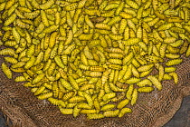 Silkworms (Bombyx mori) for sale in market for food, Apatani Tribe, Ziro Valley, Himalayan Foothills, Arunachal Pradesh.North East India, November 2014.