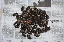 Shieldbugs (Pentatomidae) sold in market for food.Apatani Tribe.Ziro Valley, Himalayan Foothills, Arunachal Pradesh.North East India
