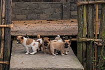 Puppies outside house, these animals are kept as pets but also sometime eaten in the Apatani Tribe. Ziro Valley, Himalayan Foothills, Arunachal Pradesh, North East India, November 2014.