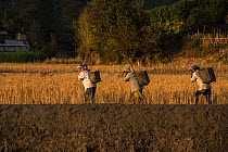 Apatani women carrying baskets, Apatani Tribe, Ziro Valley, Himalayan Foothills, Arunachal Pradesh.North East India, November 2014.