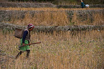 Apatani woman in fields. The woman has facial tattoos and traditional  cane nose plugs / Yapin Hulo. This practice was to make them look unattractive to males from other tribes and is now outlawed. Ap...
