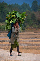 Apatani woman carrying heavy load of leaves. The woman has facial tattoos and traditional cane nose plugs / Yapin Hulo, now  outlawed. Apatani Tribe, Ziro Valley, Himalayan Foothills, Arunachal Prades...