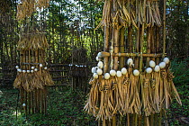 Apatani sacrificial area used for ceremonies or by a shaman, Apatani Tribe, Ziro Valley, Himalayan Foothills, Arunachal Pradesh, North East India, November 2014.
