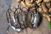 Rats for sale in market for food, Apatani Tribe, Ziro Valley, Himalayan Foothills, Arunachal Pradesh, North East India, November 2014.