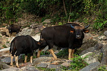 Gayal / Mithun (Bos frontalis) mother and calf, Arunachal Pradesh, North East India. November 2014.