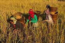 Adi Gallong women harvesting rice, Adi Gallong Tribe, Arunachal Pradesh, North East India. October 2014.