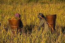 Adi Gallong women harvesting rice, Adi Gallong Tribe, Arunachal Pradesh, North East India. October 2014.