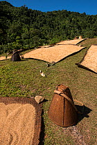 Grain laid out to dry on mats, Adi Gallong Tribe. Arunachal Pradesh.North East India. October 2014.