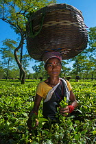 Woman with basket on her head picking tea (Camellia sinensis), Assam, North East India, October 2014.