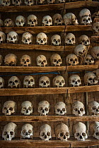 Head-hunted human skulls, collected by the Konyak Naga tribe,  North East India, October 2014.