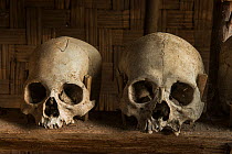 Head-hunted human skulls, collected by the Konyak Naga tribe,  North East India, October 2014.