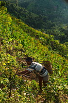 Konyak Naga farming on steep slope. Mon district. Nagaland,  North East India, October 2014.