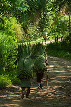 Konyak Naga women carrying palm leaves to be used for roofing. Mon district. Nagaland,  North East India, October 2014.