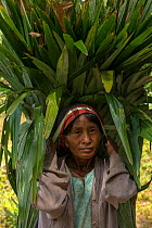 Konyak Naga woman carrying palm leaves to be used for roofing. Mon district. Nagaland, North East India, October 2014.