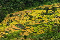 Konyak Naga rice terraces. Mon district. Nagaland,  North East India, October 2014.