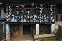 Konyak Naga house decorated with buffalo skulls, Mon district, Nagaland,  North East India, October 2014.