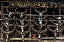 Konyak Naga boy peering out of house decorated with buffalo skulls, Konyak Naga headhunting Tribe.Mon district, Nagaland,  North East India, October 2014.