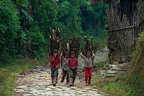 Konyak Naga tribe people carrying firewood, Mon district, Nagaland,  North East India, October 2014.