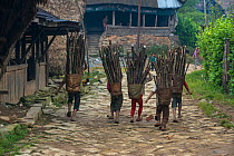 Konyak Naga people carrying firewood,  Mon district. Nagaland,  North East India, October 2014.