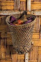 Chicken nesting basket. Chang Naga headhunting Tribe. Tuensang district. Nagaland, North East India, October 2014.