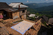 Drying crops in Changa Naga Tribe village, Tuensang district. Nagaland, North East India, October 2014.
