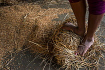 Mising tribe woman threshing rice by foot, Majuli Island, Brahmaputra River, Assam, North East India, October 2014.