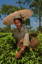Tea picker, collecting  Tea leaves  (Camelia sinensis) wearing large straw hat, Assam, North East India, October 2014.