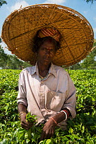 Tea picker, collecting  Tea leaves  (Camelia sinensis) wearing large straw hat, Assam, North East India, October 2014.