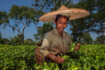 Tea picker, collecting Tea leaves (Camelia sinensis) wearing large straw hat, Assam, North East India, October 2014.