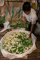 Man feeding Silk worms (Bombyx mori) raised for silk, Khasi Tribe. Meghalaya, North East India, October 2014.
