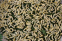 Silk worms (Bombyx mori) raised for silk, Khasi Tribe. Meghalaya, North East India, October 2014.