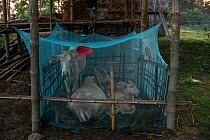 Cattle under mosquito nets, to protect them against malaria. Mising Tribe, Majuli Island, Brahmaputra River, Assam, North East India, October 2014.