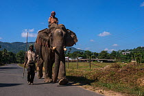 Naga tribe mahouts with Domestic Asian elephant (Elephas maximus) used for transporting logs, Nagaland, North East India, October 2014.