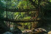 Double living root bridge formed from the roots of Rubber fig tree (Ficus elastica). Made by the Khasi Tribe, Meghalaya, North East India, October 2014.