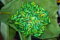 Silkworm caterpillars (Bombyx mori) for sale as food, Sohra Market, Cherrapunji. Meghalaya, North East India.